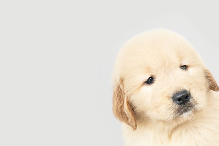 puppy1 1024x683 1.jpg